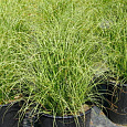 Осока Амазон Мист