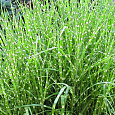 Мискантус китайский Zebrinus