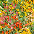 Настурция (Капуцин) обыкновенная Тутти-Фрутти