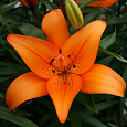 Лилия ЛА-гибрид Коралло Бич Лилия ЛА-гибрид Коралло Бич