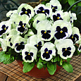 Виола крупноцветковая Маммот Гламoрама вайт Виола крупноцветковая Маммот Гламoрама вайт