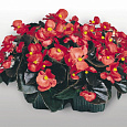Бегония вечноцветущая бронзоволистная Коктейль Водка Бегония вечноцветущая бронзоволистная Коктейль Водка