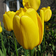 Тюльпан Йеллоу Эмпресс Тюльпан Йеллоу Эмпресс