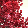 Клен красный Red Sunset Клен красный Red Sunset