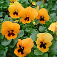 Виола крупноцветковая Селло Дип Оранж виз Блотч Виола крупноцветковая Селло Дип Оранж виз Блотч