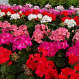 Пеларгония зональная Нано Микс