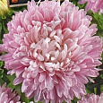 Астра королевский размер Розовая Астра королевский размер Розовая
