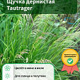 Щучка дернистая Tautrager