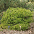 Сосна густоцветковая Окулюс-Драконис Сосна густоцветковая Окулюс-Драконис