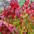 Спирея японская Крупнолистная Macrophylla