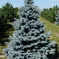 Ель колючая Костер