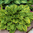 Хоста гибридная Голден Тиара Хоста гибридная Голден Тиара