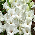 Гладиолус крупноцветковый Сильвер Стрик Гладиолус крупноцветковый Сильвер Стрик