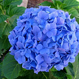 Гортензия крупнолистовая Мини Пенни Гортензия крупнолистовая Мини Пенни
