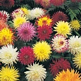 Георгина Кактус фловеред микс Георгина Кактус фловеред микс