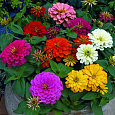 Цинния Гиганты Бенари Микс Цинния Гиганты Бенари Микс