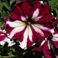 Петуния грандифлора Кан кан Арлекин Бургунди Петуния грандифлора Кан кан Арлекин Бургунди