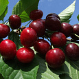 Черешня Итальянка Черешня Итальянка