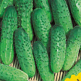 Огурец  Задор F1 Огурец  Задор F1