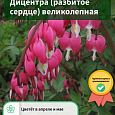 Дицентра (разбитое сердце) великолепная Дицентра (разбитое сердце) великолепная
