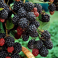 Малина черноплодная Блэк Джуэл Малина черноплодная Блэк Джуэл