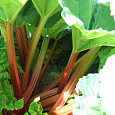 Ревень волнистый (обыкновенный) Распберри Ревень волнистый (обыкновенный) Распберри