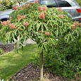 Каштан конский pavia var. discolor Каштан конский pavia var. discolor