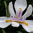 Ирис карликовый Lilly White