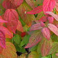 Спирея японская Крупнолистная Macrophylla