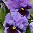 Виола крупноцветковая Матрикс Блю Винг Виола крупноцветковая Матрикс Блю Винг