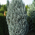 Кипарисовик Лавсона Пелтс Блю Кипарисовик Лавсона Пелтс Блю