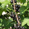 Смородина черная Катюша