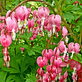 Дицентра (разбитое сердце) великолепная Pink Дицентра (разбитое сердце) великолепная Pink