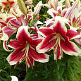 Лилия ОТ-гибрид Флэшпоинт Лилия ОТ-гибрид Флэшпоинт