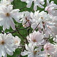 Магнолия звездчатая Ватерлили