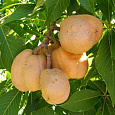 Каштан конский pavia var. discolor Каштан конский pavia var. discolor