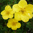 Лапчатка кустарниковая Sommerflor