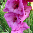 Гладиолус крупноцветковый Фиделио Гладиолус крупноцветковый Фиделио