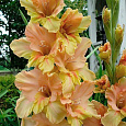 Гладиолус крупноцветковый Кейн Гладиолус крупноцветковый Кейн