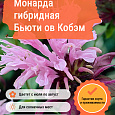 Монарда гибридная Бьюти ов Кобэм Монарда гибридная Бьюти ов Кобэм