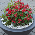 Вейгела гибридная ALL SUMMER RED  Вейгела гибридная ALL SUMMER RED