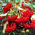 Калина красная Жолобовская
