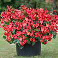 Бегония бенариенсис БИГ Ред Грин Лиф Бегония бенариенсис БИГ Ред Грин Лиф