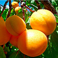 Абрикос обыкновенный Царский Абрикос обыкновенный Царский