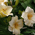 Лилейник гибридный Longfields Beauty
