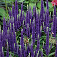 Вероника колосковая Блю Букет