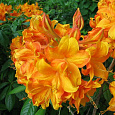 Азалия гибридная Клондайк Азалия гибридная Клондайк