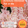 Астильба японская Лук эт Ми