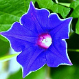 Ипомея Пикоти синяя Ипомея Пикоти синяя