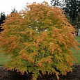 Клен дланевидный Katsura Клен дланевидный Katsura
